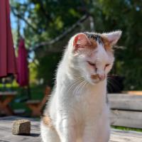 Katze auf dem Karolinenhof.