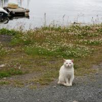 Katzenidylle Lakselv.