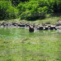 Bärenreservat Zarneşti, Badender Bär.