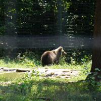 Bärenreservat Zarneşti, Bärenmama mit Kind.