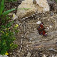 Poiana Braşov, Tagpfauenauge.