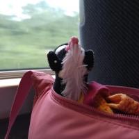 Herr Ringelhorn im TGV nach Lyon.