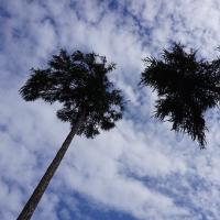 Brno, MotoGP, Palmen.