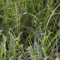 Brno, MotoGP, Blick ins Gras.