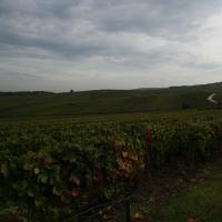 Weinberge bei Ludes.