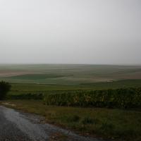 Weinreben in der Champagne bei Vertus.