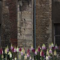 Dijon, Blumen vor La Nef.