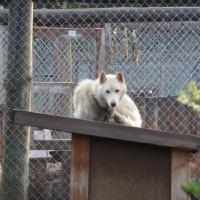 Husky in Muonio.
