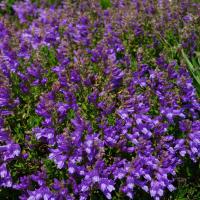 Blumen im Botanischer Garten Helsinki.