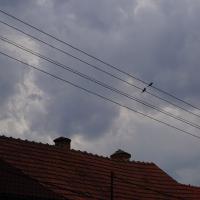 Horní Vestonice, Vögel auf Stromleitungen.