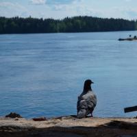 Tauben im Gespräch auf der Burgmauer von Olavinlinna.