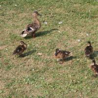 Enten Drottningholm.