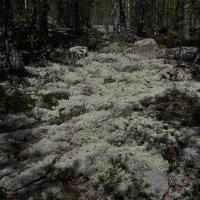 Waldboden in Sammallahdenmäki.